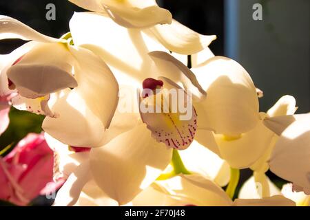 orchidée blanche entourée d'une fuchsia et d'un centre jaune autres orchidées illuminées par une série de lumière Banque D'Images