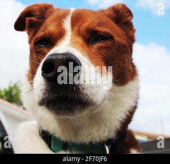 Terrier Border collie mix - gros plan Banque D'Images