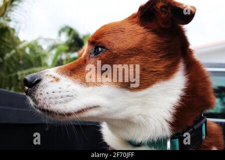 Terrier Border collie mix - gros plan Banque D'Images