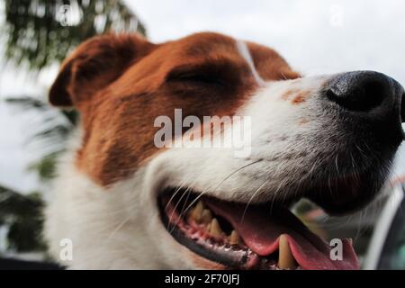 Terrier Border collie mix - gros plan Banque D'Images