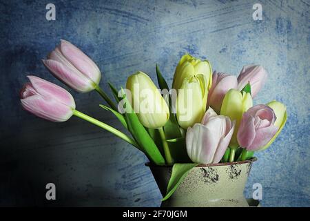 Macro de tulipes de Pâques sur fond bleu Banque D'Images