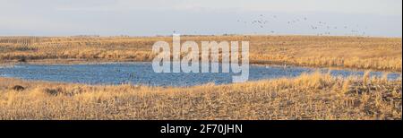 Un grand troupeau de différentes espèces de canards se trouve sur un nid de poule dans la prairie du Dakota du Sud. Une clôture partiellement submergée divise le plan d'eau. Banque D'Images