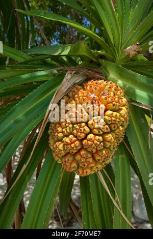 Fruits de Pandan. Vis. Arbres et arbustes semblables à des palmiers, dioïques, indigènes des tropiques et des sous-tropiques de l'ancien monde. Le pandanus est un genre de monocots avec quelque 750 espèces acceptées Banque D'Images