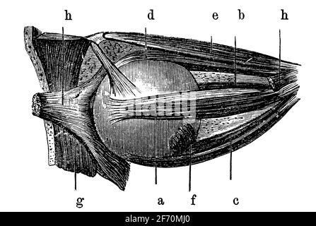 Muscles locomoteurs de l'œil humain. Illustration du 19e siècle. Allemagne. Arrière-plan blanc. Banque D'Images