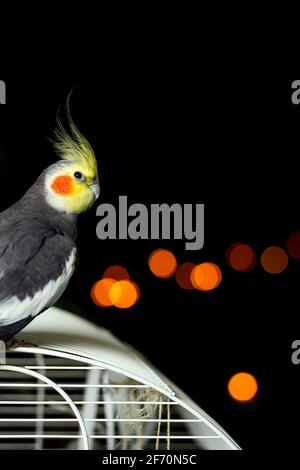 Oiseau nommé Carolina sur le dessus de sa cage avec un Joli bokeh en arrière-plan.la photo est une photo verticale et est pris sur un fond noir Banque D'Images