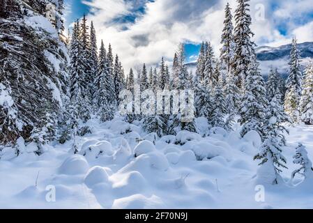 Neige fraîche sur les forêts et les montagnes du parc national Kootenay, Colombie-Britannique, Canada Banque D'Images