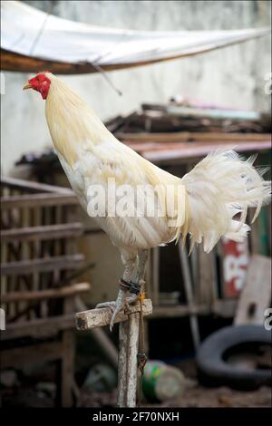 Un coq blanc sur sa perche. Île Bantayan, Cebu, Philippines. Banque D'Images