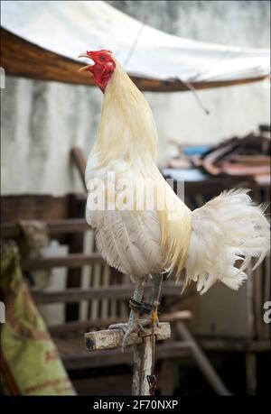 Un coq blanc sur sa perche. Île Bantayan, Cebu, Philippines. Banque D'Images