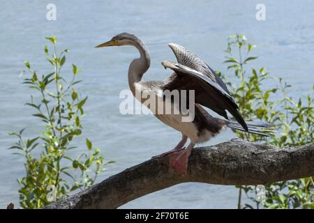 Le Darter Australasien sur le côté de la rivière s'assèchant ses ailes Banque D'Images