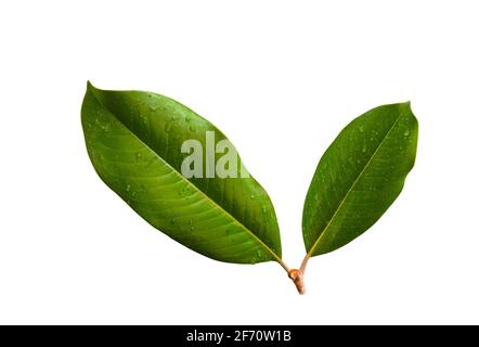 feuilles de magnolia isolées sur fond blanc Banque D'Images