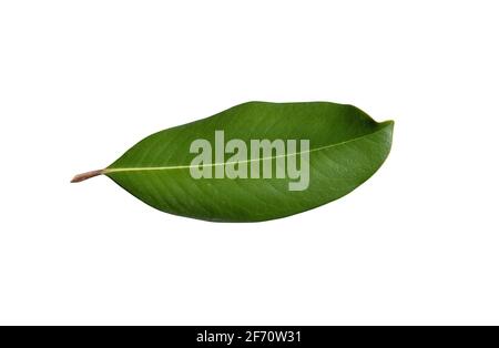 découpe de la feuille de l'arbre magnolia isolée sur fond blanc Banque D'Images