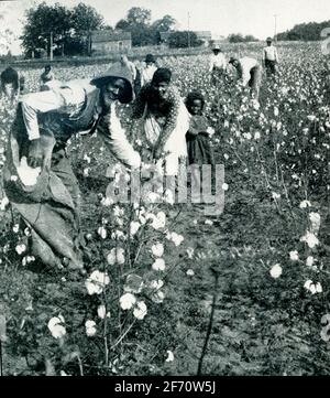 La photo date de 1903. Cueillette du coton au Mississippi. Une plantation américaine de thé—Pinehurst une plantation de thé à Summerville, en Caroline du Sud, qui a été lancée en 1888 par Charles Shepard. Banque D'Images