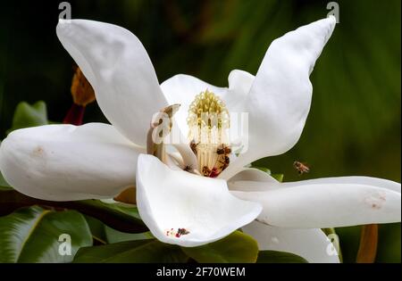 fleur de magnolia blanche et abeilles près d'un vert foncé arrière-plan flou Banque D'Images