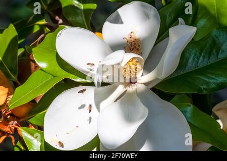 fleurs de magnolia blanc et abeilles pollinisant le gros plan Banque D'Images