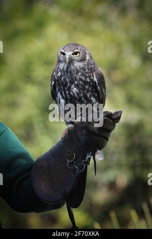 Hibou au koala de pin solitaire en Australie. Photo de haute qualité Banque D'Images