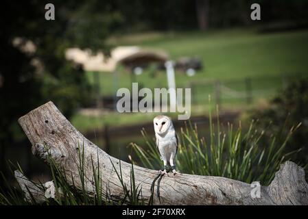 Hibou au koala de pin solitaire en Australie. Photo de haute qualité Banque D'Images