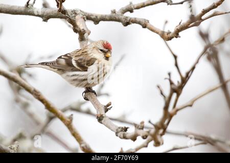 Sondage commun (Acanthis flammea) perché sur une branche de long Island, New York, pendant une année d'irruption Banque D'Images
