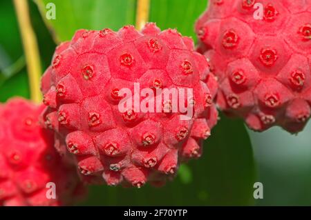 Kousa Dogwood (Cornus kousa) fruit macro Banque D'Images