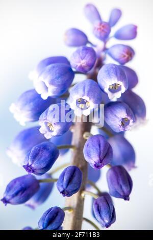 Jacinthe de raisin unique contre ciel nuageux. Une rangée de fleurs violettes Banque D'Images