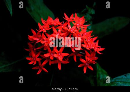 Bouquet de fleurs d'Ixora rouge foncé au salon des fleurs de Lalbagh Botanical Garden, Bengaluru, Karnataka, Inde, Asie Banque D'Images