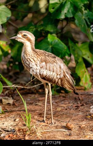 Bush Stone Curlew - Île Moreton Banque D'Images