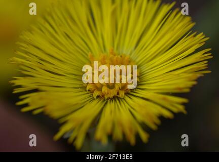 Pied-de-biche jaune unique (Tussilago Farfara) au début du printemps. Fleur de pied de coltsfoot gros plan. Macro. Mise au point sélective. Banque D'Images