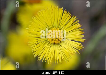 Pied-de-biche jaune unique (Tussilago Farfara) au début du printemps. Fleur de pied de coltsfoot gros plan. Macro. Mise au point sélective. Banque D'Images