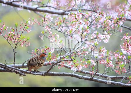 Le perdrix de bambou chinois (Bambusicola thoracicus thoracicus) mâle au Japon Banque D'Images