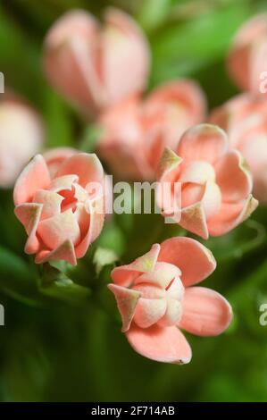 Pentas lanceolata fleurs macro tourné au foyer local Banque D'Images