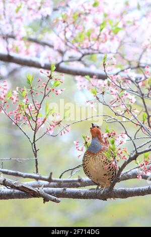 Le perdrix de bambou chinois (Bambusicola thoracicus thoracicus) mâle au Japon Banque D'Images