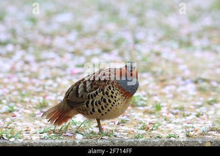 Le perdrix de bambou chinois (Bambusicola thoracicus thoracicus) mâle au Japon Banque D'Images