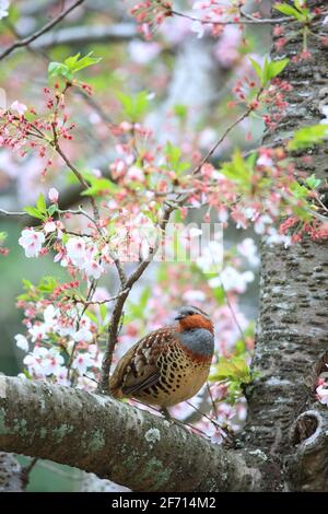 Le perdrix de bambou chinois (Bambusicola thoracicus thoracicus) mâle au Japon Banque D'Images