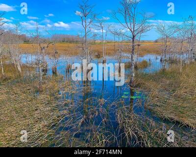 cyprès pendant l'hiver dans un marais en Floride Banque D'Images