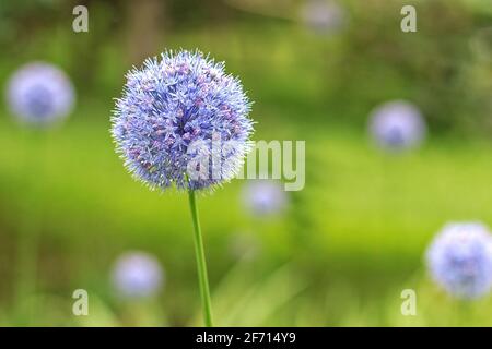 Royal caeruleum allium. Fleur bleue de forme globulaire, fleurs en été dans le parc de la ville. Plante vivace bulbeuse décorative. Banque D'Images