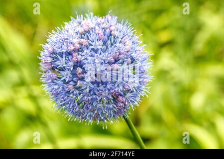 Royal caeruleum allium. Fleur bleue (oignon bleu) de forme globulaire, fleurs en été dans le parc de la ville. Plante vivace bulbeuse décorative. Boucle bleue fermée Banque D'Images