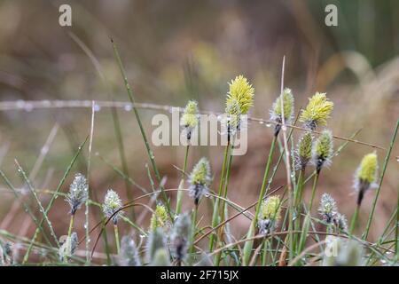 Fleur de coton de la queue de la chaussette du lièvre, eriophorum vaginatum dans la réserve naturelle tchèque Cervene Blato Banque D'Images