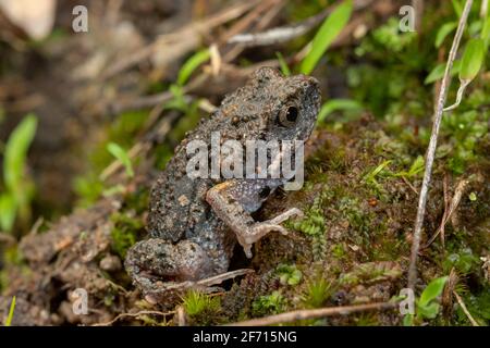 Toadlet montagnard (Uperoleia altissima) petite espèce de grenouille endémique à l'extrême nord du Queensland. Ravenshoe, Queensland, Australie Banque D'Images