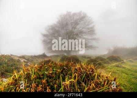 Les feuilles tombées ajoutent de la couleur à l'automne dans la forêt. Forêt d'Otzarreta, Parc naturel de Gorbea, Bizkaia, Espagne Banque D'Images