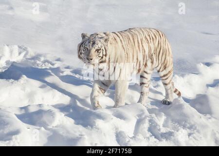 Tigre du Bengale blanc sauvage est à la recherche dans l'appareil. Les animaux de la faune. Banque D'Images