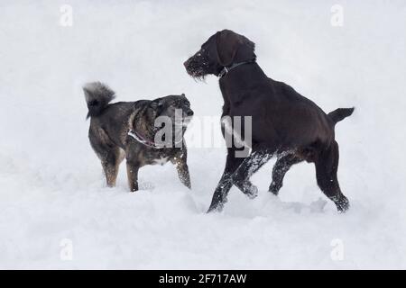 Le joli deutsch drahthaar et le chien multibred jouent sur une neige blanche dans le parc d'hiver. Animaux de compagnie. Chien de race. Banque D'Images