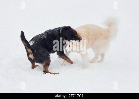 Le joli rottweiler et le chien multibred jouent sur une neige blanche dans le parc d'hiver. Animaux de compagnie. Chien de race. Banque D'Images