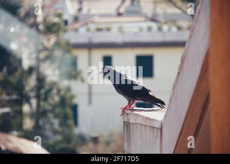 Un oiseau de pigeon assis sur un rocher. Pigeon debout sur la terrasse. Photo d'oiseau de colombe de pigeon plein corps. Oiseau de pigeon-colombe unique Banque D'Images