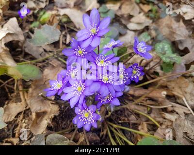 Les premières chutes de neige après l'hiver Anemone hepatica. L'anemone hepatica a fleuri dans la forêt Banque D'Images