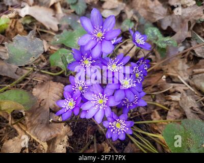 Les premières chutes de neige après l'hiver Anemone hepatica. L'anemone hepatica a fleuri dans la forêt Banque D'Images