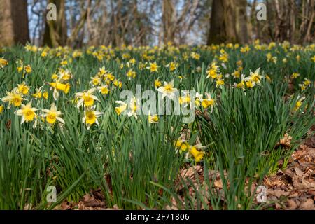 Jonquilles sauvages près de Kempley Daffodil Way Banque D'Images