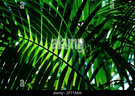 Lumière de la jungle, tons et textures sur un bosquet de palmiers tropicaux dans un coin des jardins botaniques, Singapour comme fond naturel Banque D'Images