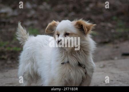 Petit chien blanc moelleux avec des oreilles brunes sur une chaîne dans le jardin, garde de chien dans la cour Banque D'Images