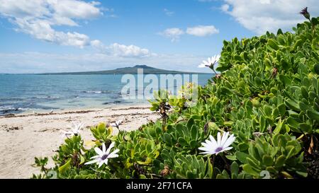 Plage de Takapuna avec vue sur l'île de Rangitoto entourée de fleurs sauvages, Côte-Nord, Auckland Banque D'Images