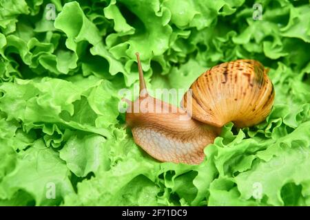 gros escargot vivant parmi les feuilles vertes de laitue Banque D'Images