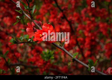 Chaenomeles japonica, fleurs rouges de coing japonais ou de coing de Maule Banque D'Images